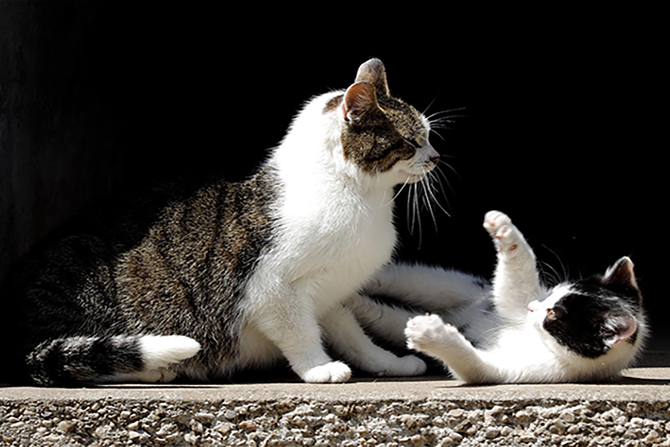 Katzemutter rauft mit ihrem Kitten