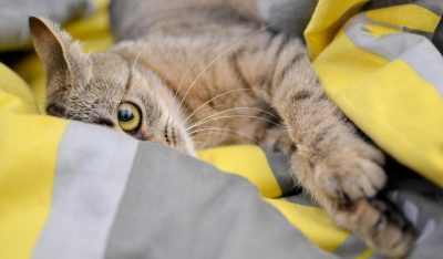 Webinar: Feline Interstitielle Cystitis - Blasenerkrankung als Folge psychischer Belastung bei Katzen