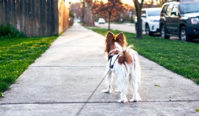 Webinar: Hochsensibilität bei Hunden