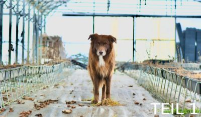 Webinar: Posttraumatische Belastungsstörungen (PTBS) bei Hunden (Teil 1)