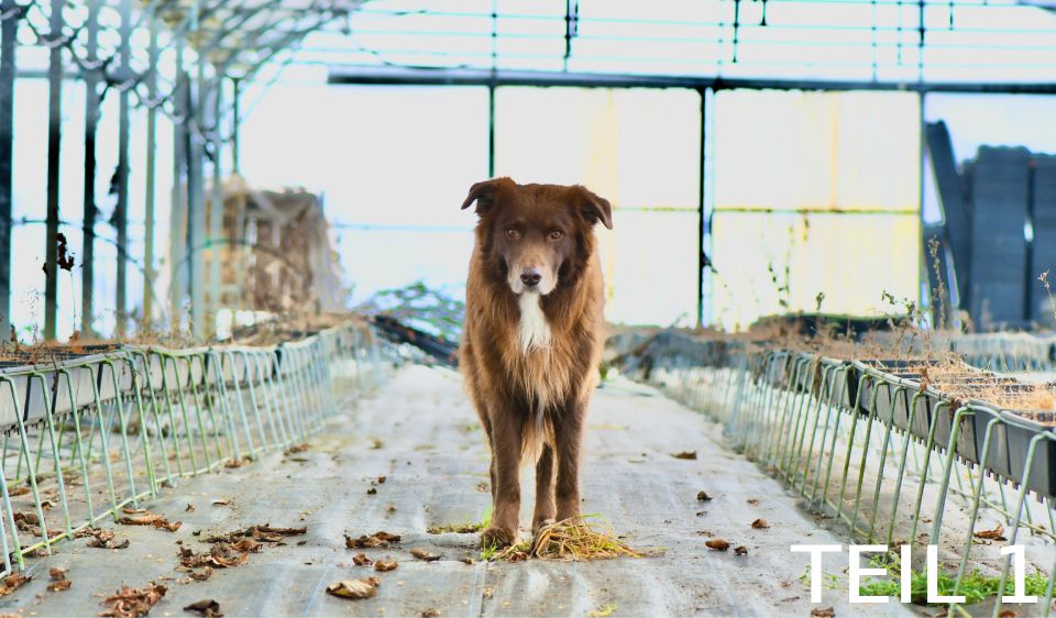 Webinar: Posttraumatische Belastungsstörungen (PTBS) bei Hunden (Teil 1)