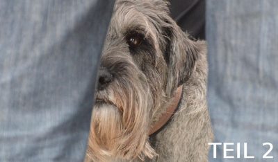 Webinar: Posttraumatische Belastungsstörungen (PTBS) bei Hunden (Teil 2)