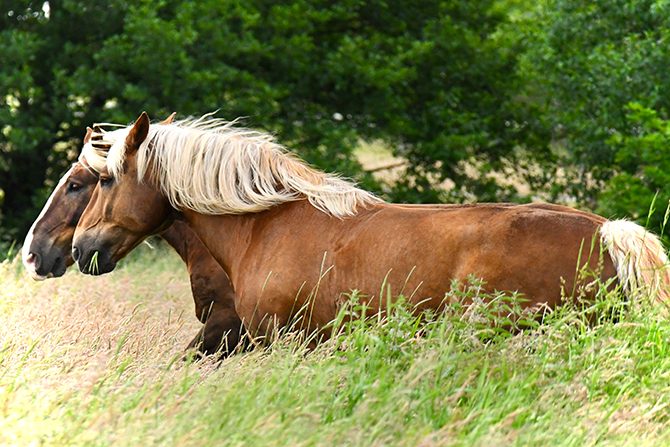 Zwei Pferde im Galopp auf der Koppel