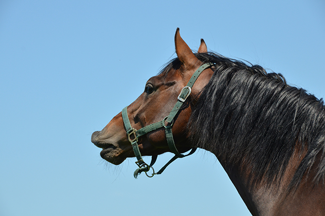 Geruchswahrnehmung bei einem Junghengst