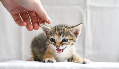 Webinar: TTouches für Katzen - VdTT Event