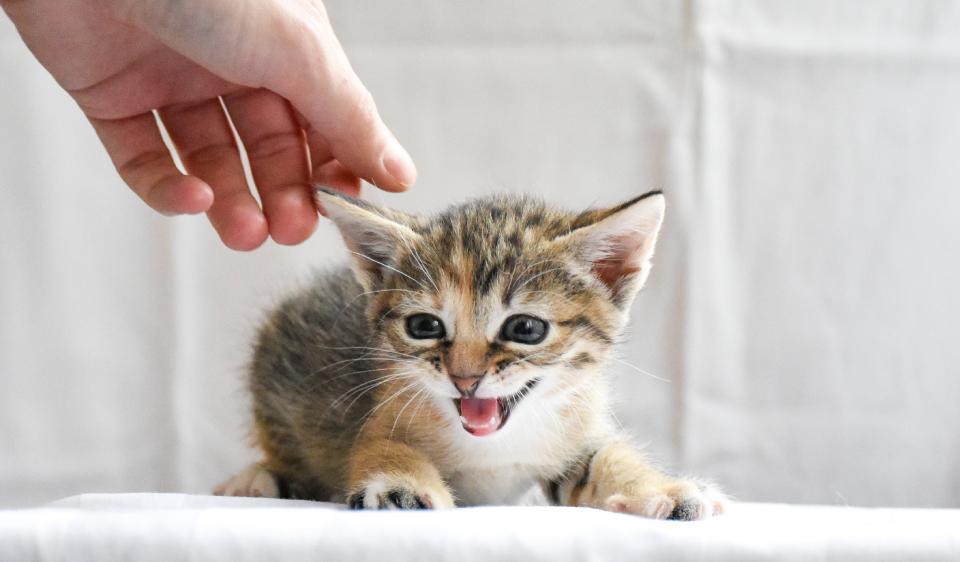 Webinar: TTouches für Katzen - VdTT Event
