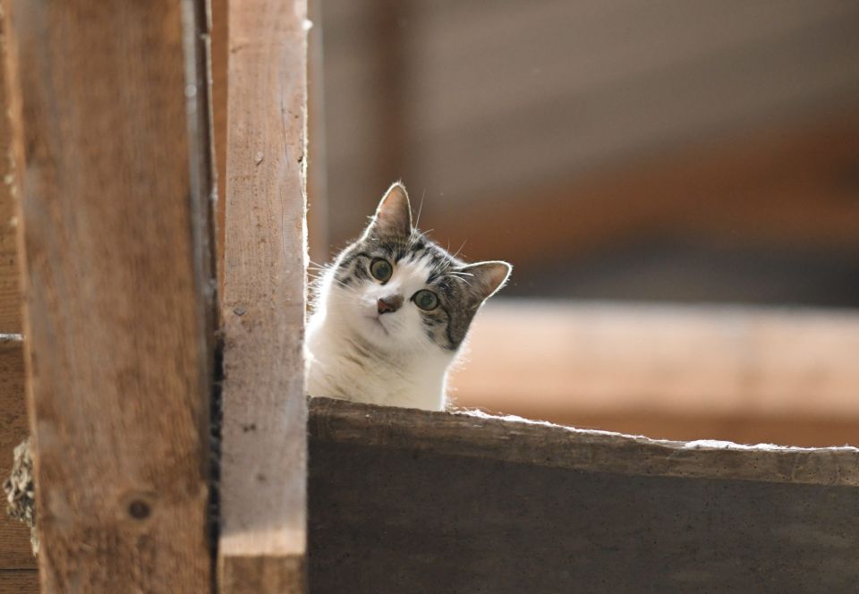 Einladung zum Katzensymposium