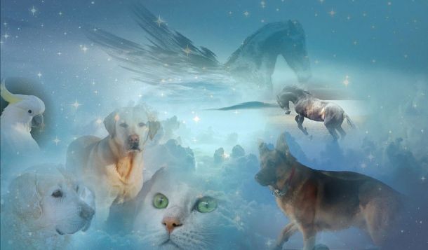 Webinar: Sterbebegleitung und Umgang mit Trauer bei Verlust von Tieren