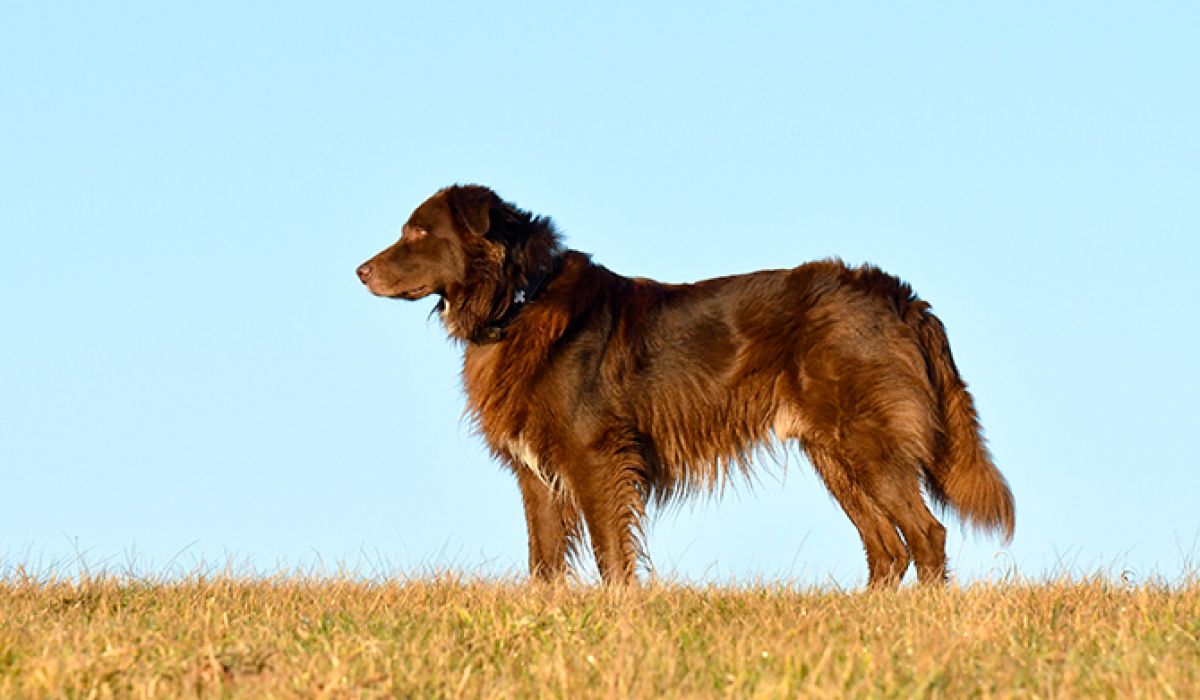 Physisches Gleichgewicht von Hunden kann durch Stimme aus der Balance geraten