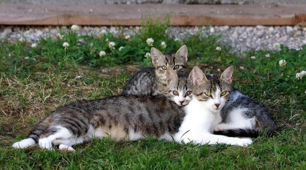 Katzenmutter mit zwei Katzenkindern