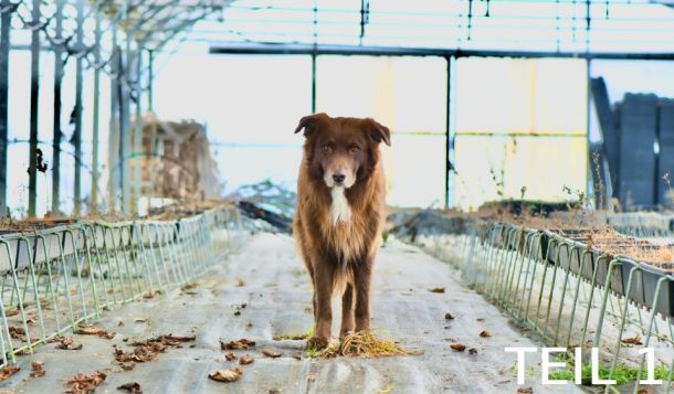 Webinar: Posttraumatische Belastungsstörungen (PTBS) bei Hunden (Teil 1)