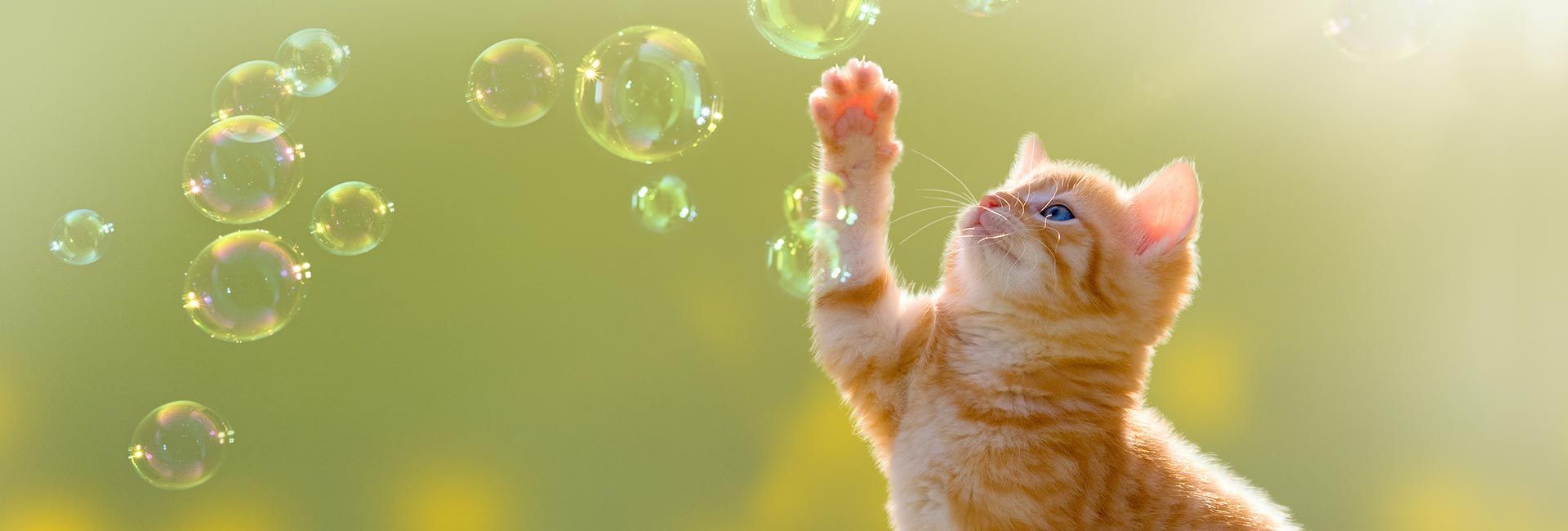 VdTT Berufsverband – Trainer und Therapeuten für Katzen