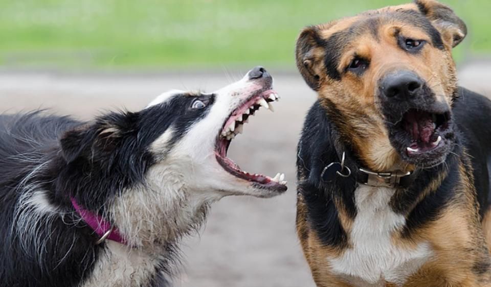 Webinar: Noch verhaltensoriginell oder schon therapiebedürftig: Umgang mit (scheinbar) trainingsresistenten Hunden