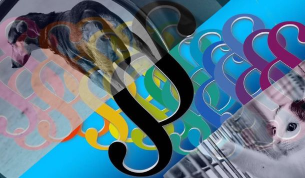 Webinar: Zusammenarbeit mit dem Veterinäramt