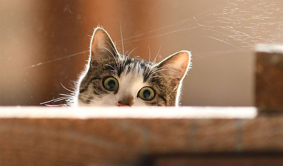 VdTT Event für Katzen