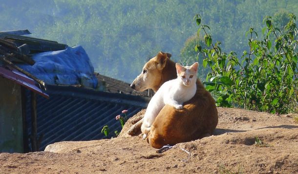 hund-und-katze-in-den-bergen