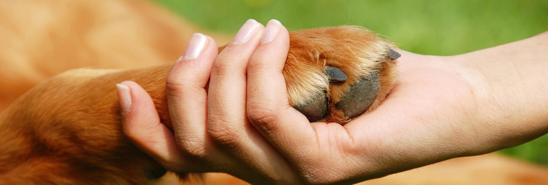 VdTT - Berufsverband der Tierverhaltensberater und Tiertrainer