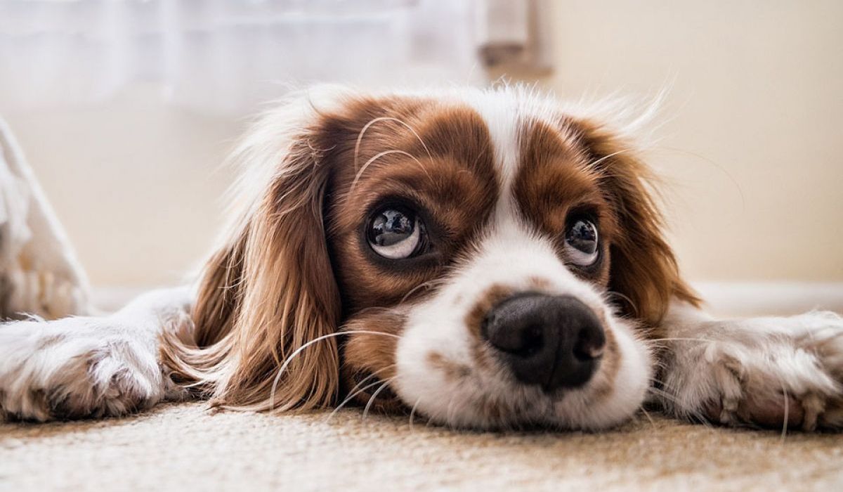 Hund: Hilfe, meine Hündin ist scheinträchtig