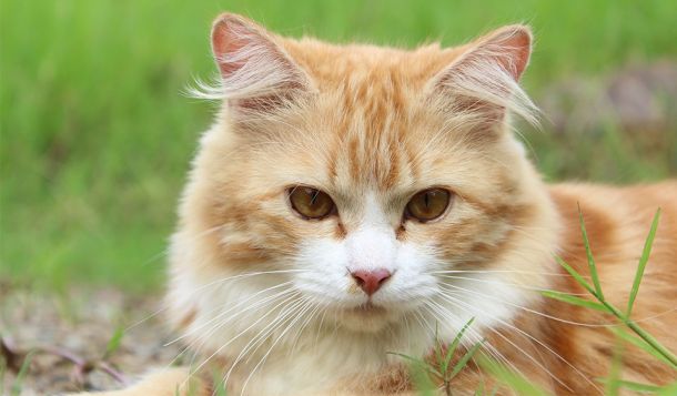 Katzen: Kastration vs. Sterilisation