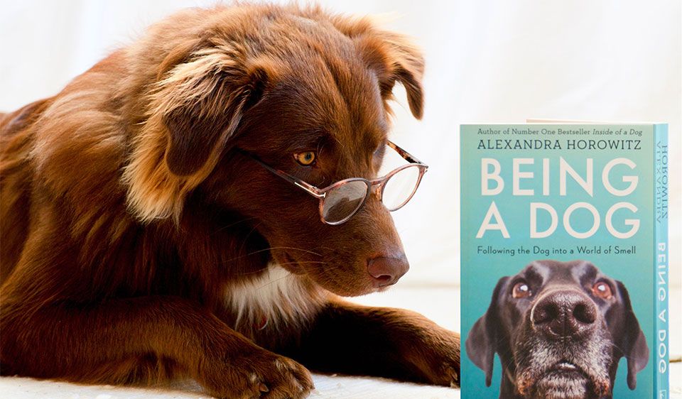 VdTT Event für Hunde