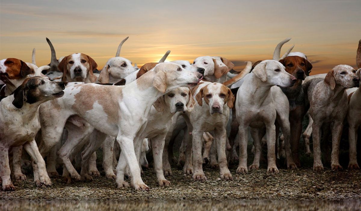 Alltagsbeschftigung fr Jagdhunde - VdTT - Berufsverband fr  Tierverhaltensberater und -trainer e.V.