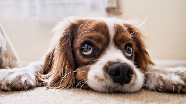 Hund: Hilfe, meine Hündin ist scheinträchtig