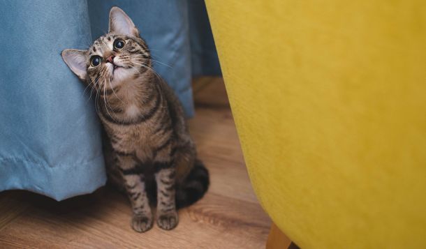 Katze zwischen Vorhang und Möbel