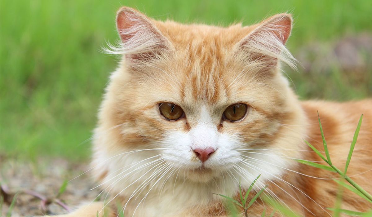 Katzen: Kastration vs. Sterilisation