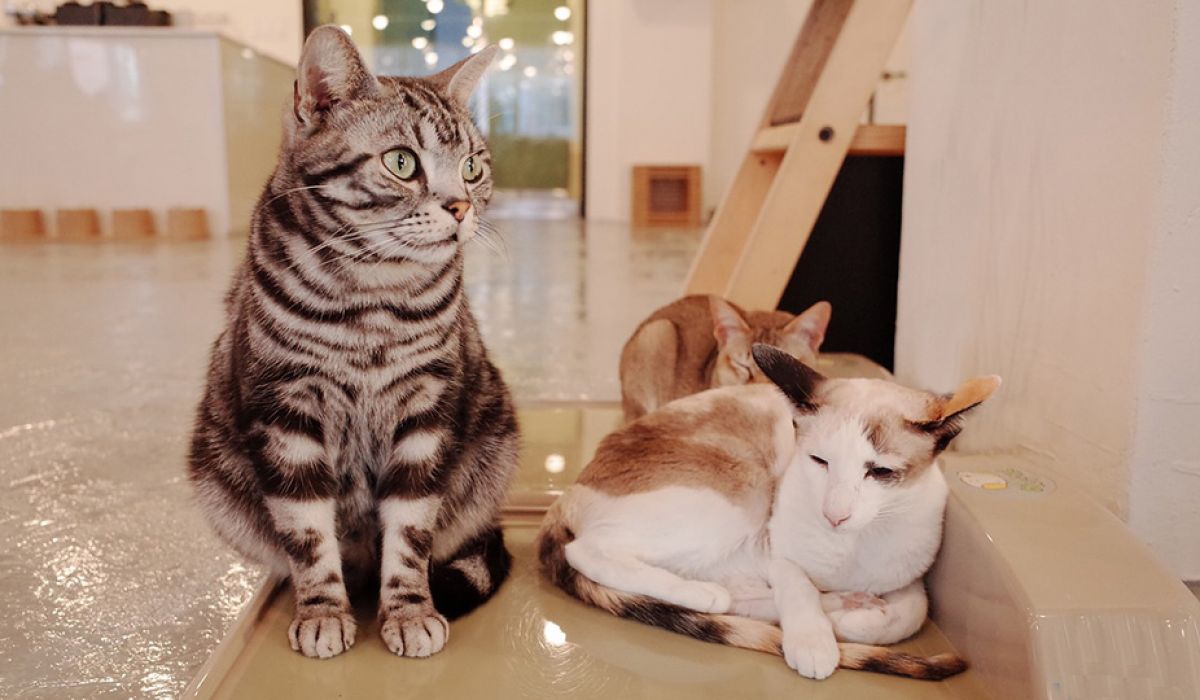 Katzen im Katzencafé
