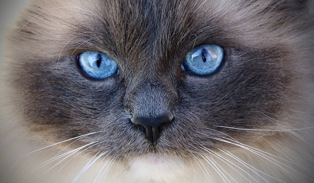 Katzen mit blauen Augen