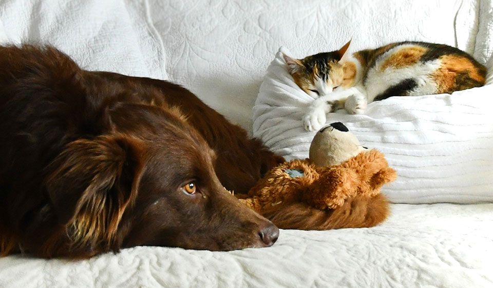 Webinar: Hunde (Tier) Training unter gesundheitlichen Aspekten