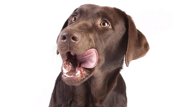 Brauner Labrador leckt sich das Maul
