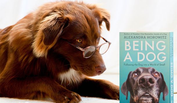 VdTT Event für Hunde