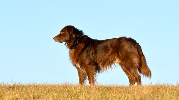 Physisches Gleichgewicht von Hunden kann durch Stimme aus der Balance geraten