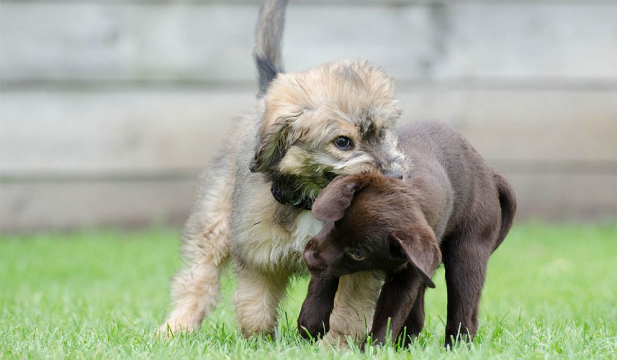 Ontogenese, die individuelle psychische Entwicklung von Hunden